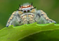 Phidippus comatus