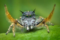 Phidippus mystaceus