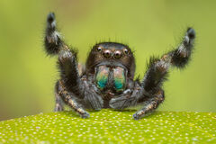 Phidippus olympus