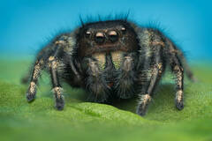 Phidippus purpuratus