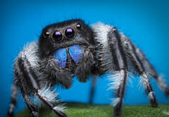 Phidippus regius (male)