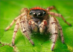Phidippus Whitmani