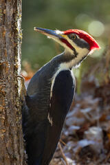 Pileated Woodpecker II