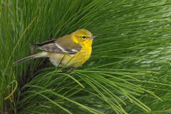 Pine Warbler