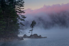 Pink Fog