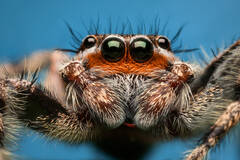 Platycryptus undatus (adult male)