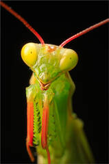 Praying Mantis