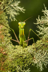Praying Mantis