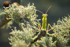 Praying Mantis
