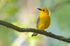 Prothonotary Warbler III