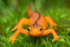 Eastern red-spotted newt (red eft)