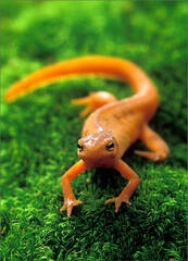 Red-spotted Newt