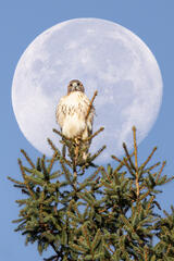 Red-tailed Hawk