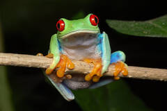 Red-eyed Treefrog