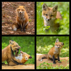 Red Fox Coaster Set