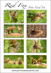 Red Fox Set