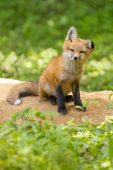 Red Fox Kit