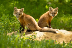 Red Fox Kits Pair I