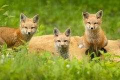 Red Fox Kits- Three