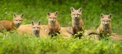 Red Fox Kits