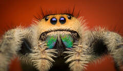 Phidippus regius