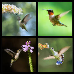 Ruby-throated Hummingbird Set