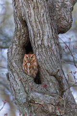 Eastern Screech Owl