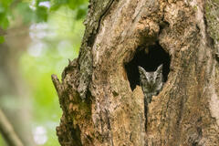 Eastern Screech Owl- gray morph