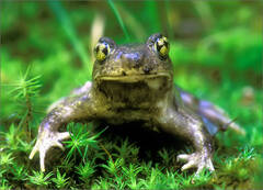 Spade Foot Toad