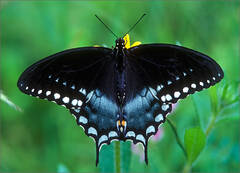 Spicebush Swallowtail