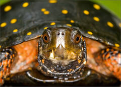Spotted Turtle