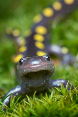 Spotted Salamander