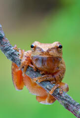 Spring Peeper