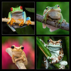 Treefrogs Coaster Set