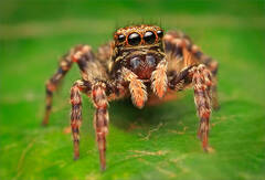 Unknown Jumping Spider