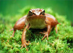 Wood Frog