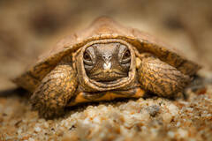 Wood Turtle (hatchling)