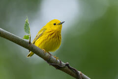 Yellow Warbler