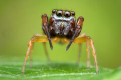 Zygoballus rufipes