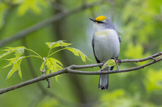 Brewsters Warbler
