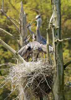 Great Blue Heron (Nest)
