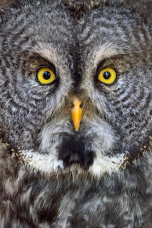 Great Gray Owl (Portrait)