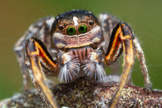 Habronattus americanus