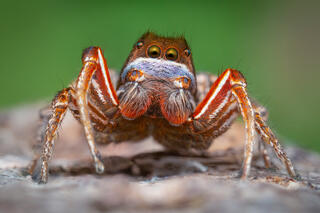 Habronattus americanus