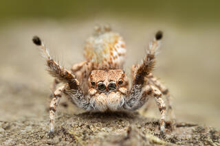 Habronattus amicus
