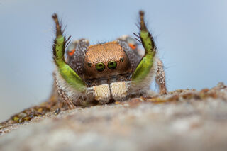 Habronattus calcaratus maddisoni
