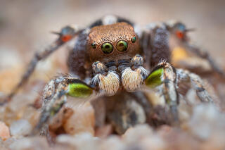 Habronattus calcaratus maddisoni