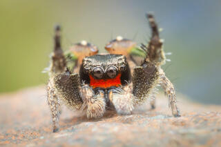 Habronattus coecatus