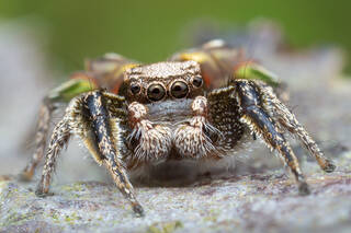 Habronattus cuspidatus