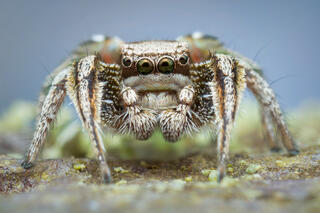 Habronattus klauseri